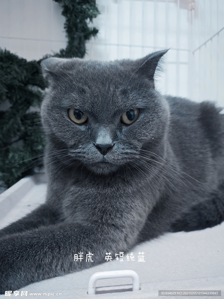 萌欣猫咖 英短监猫 胖虎