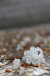 雨后白丁香花