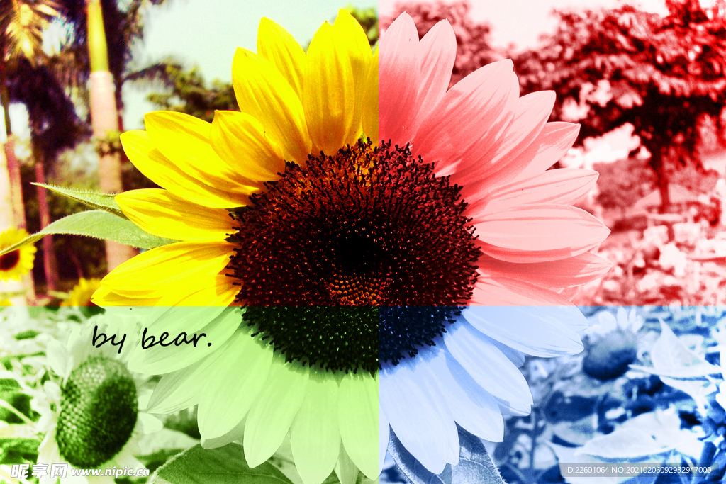 彩色向日葵高清图片合成图