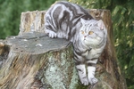 家猫
