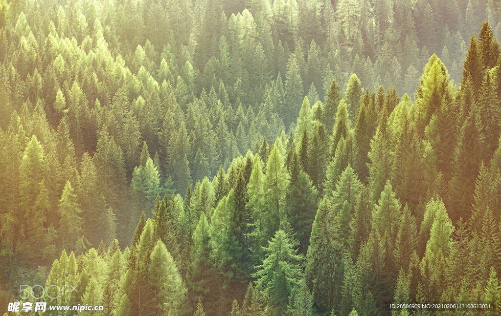 山林