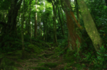 山林