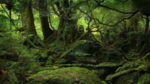 山林