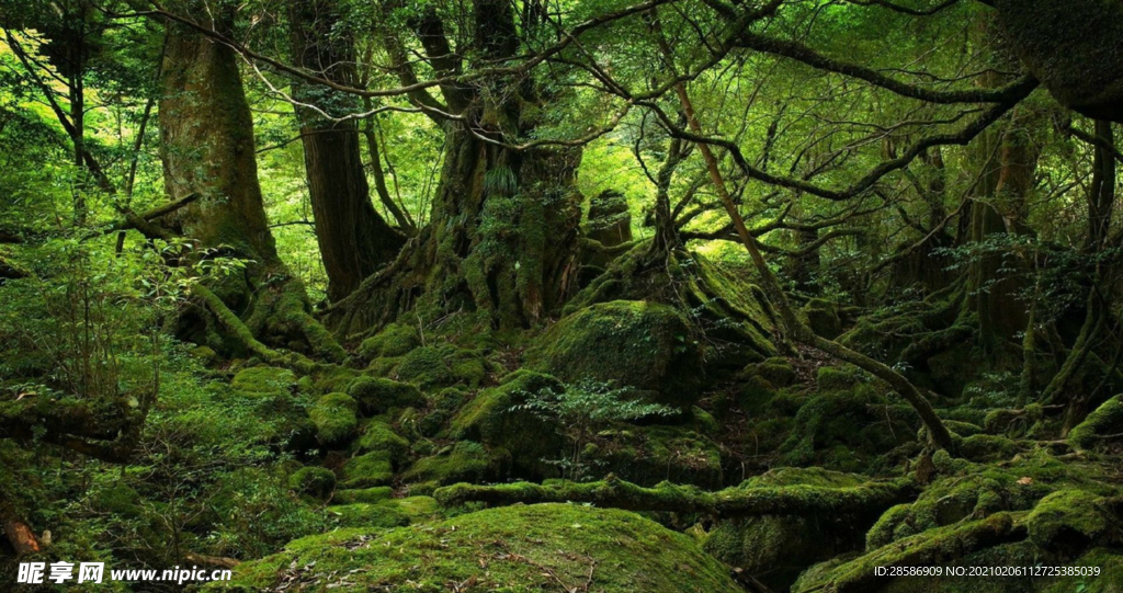 山林