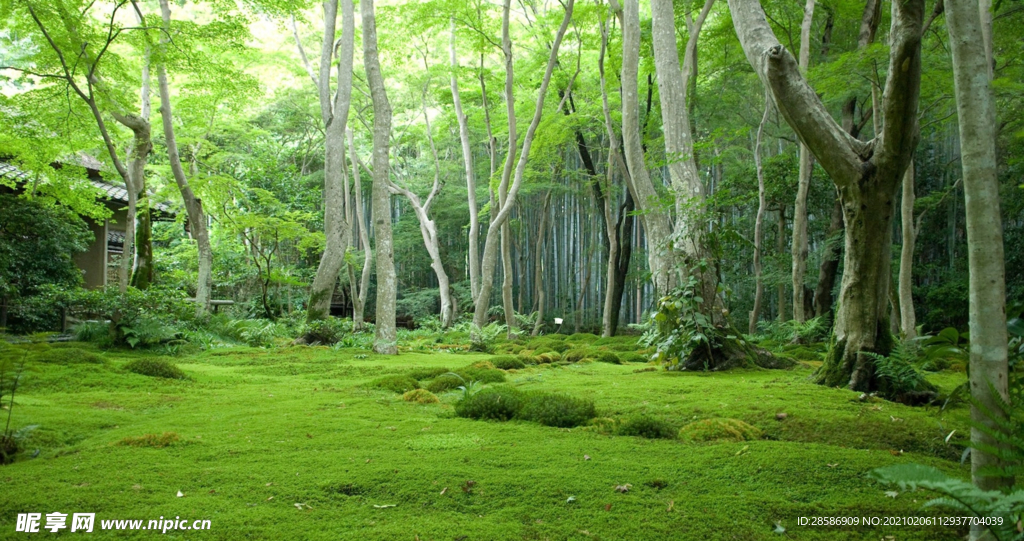 山林
