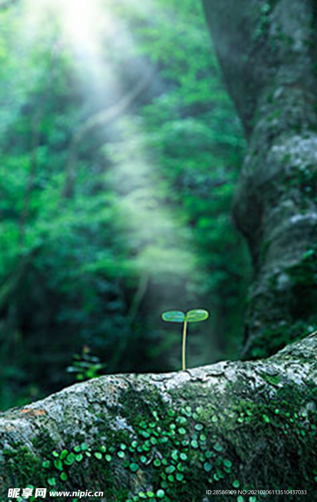 山林