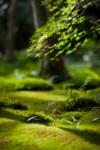 山林