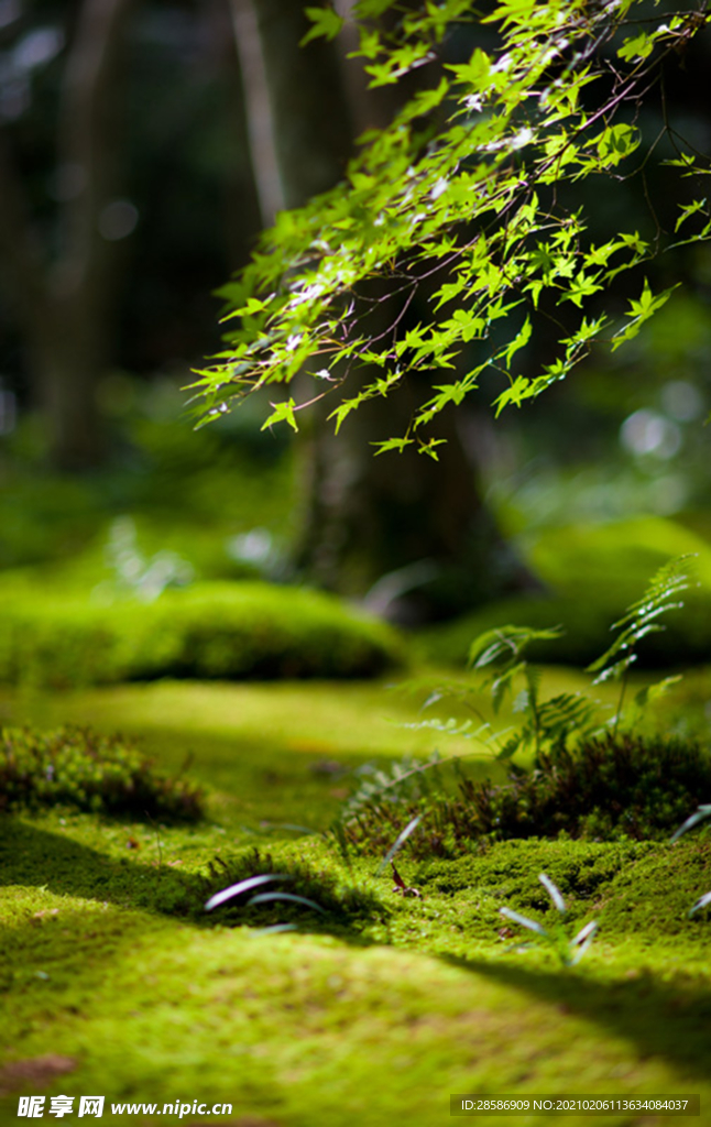 山林