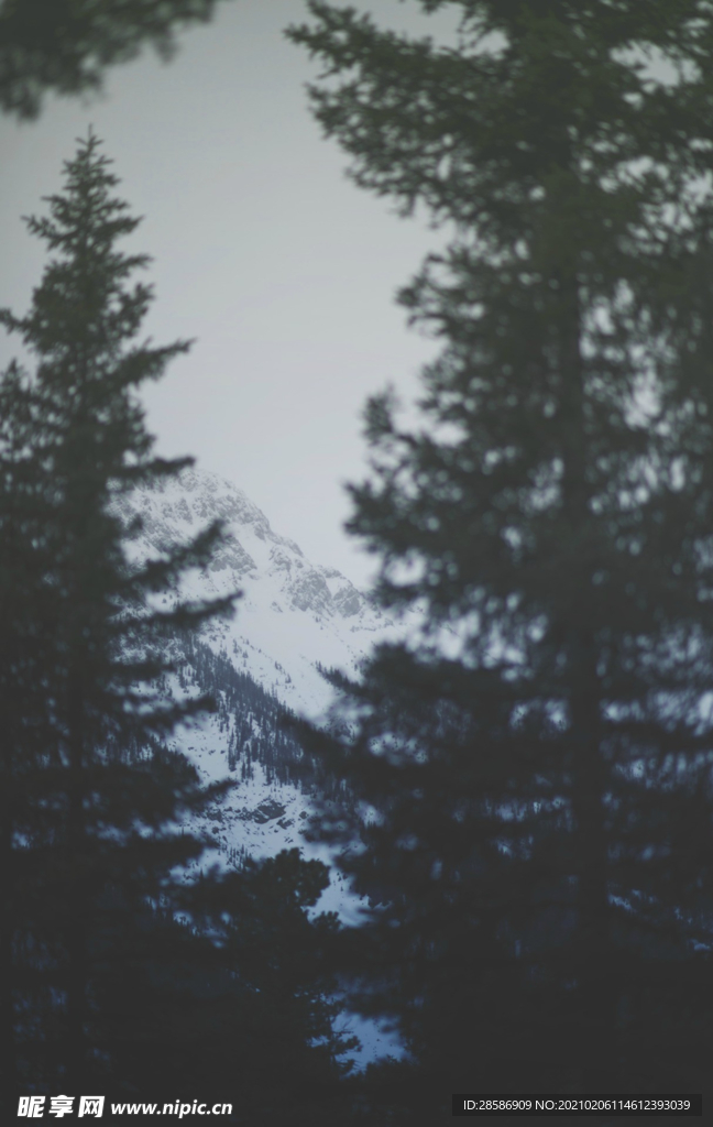 山林