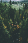 山林