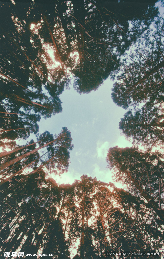 山林
