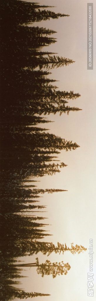 山林