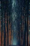 山林