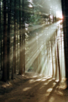 山林
