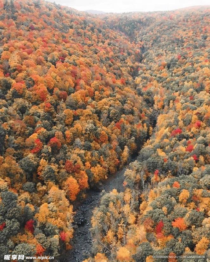 山林