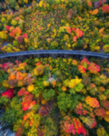 山林