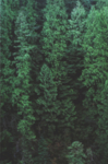 山林