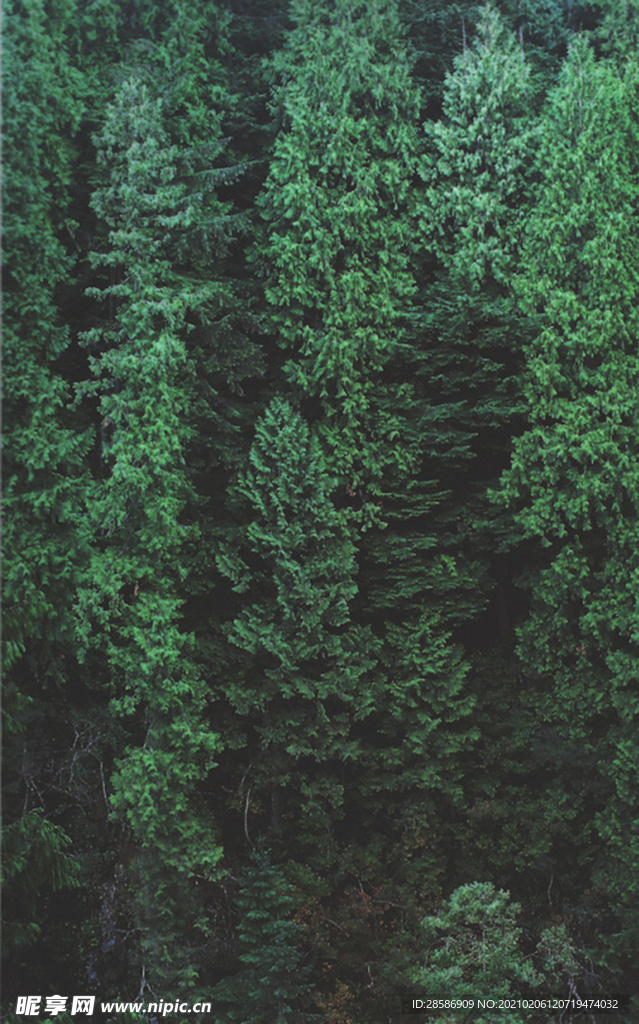 山林