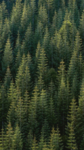 山林
