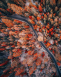 山林