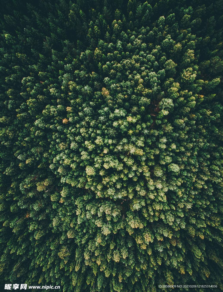 山林