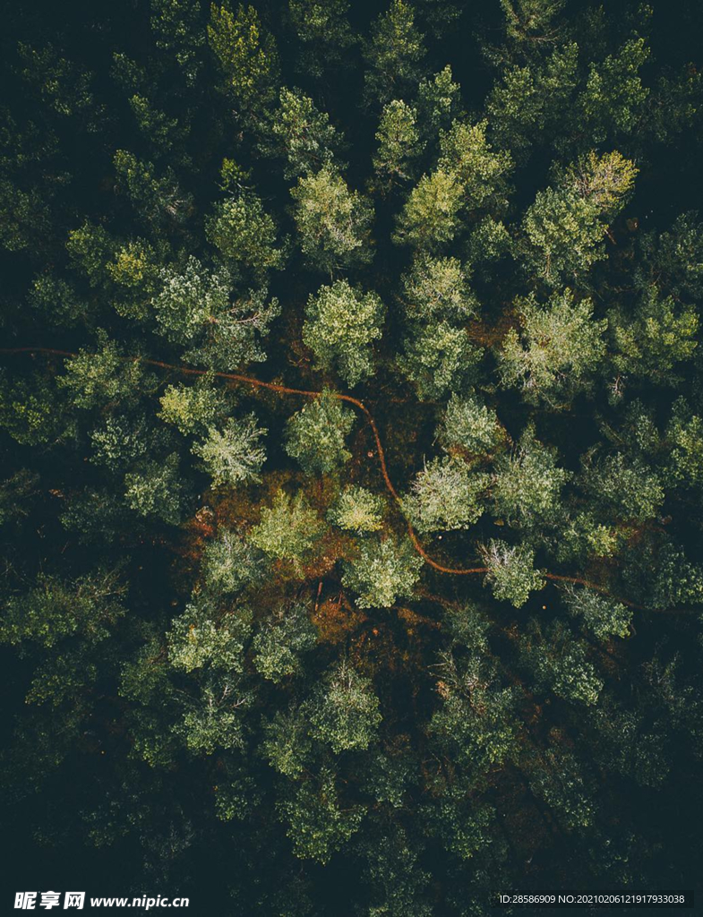 山林