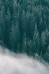 山林