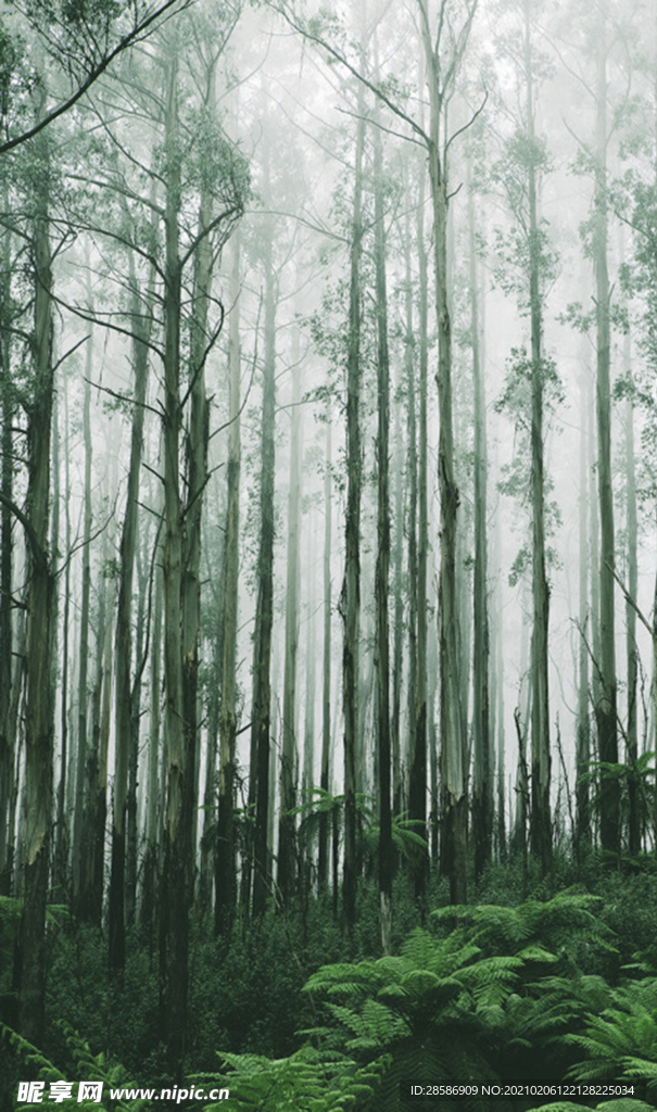 山林