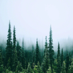 山林