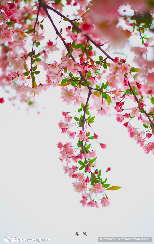 花
