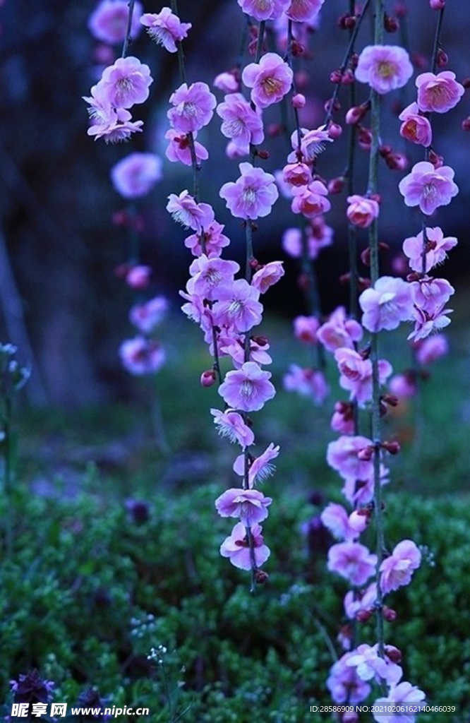 花