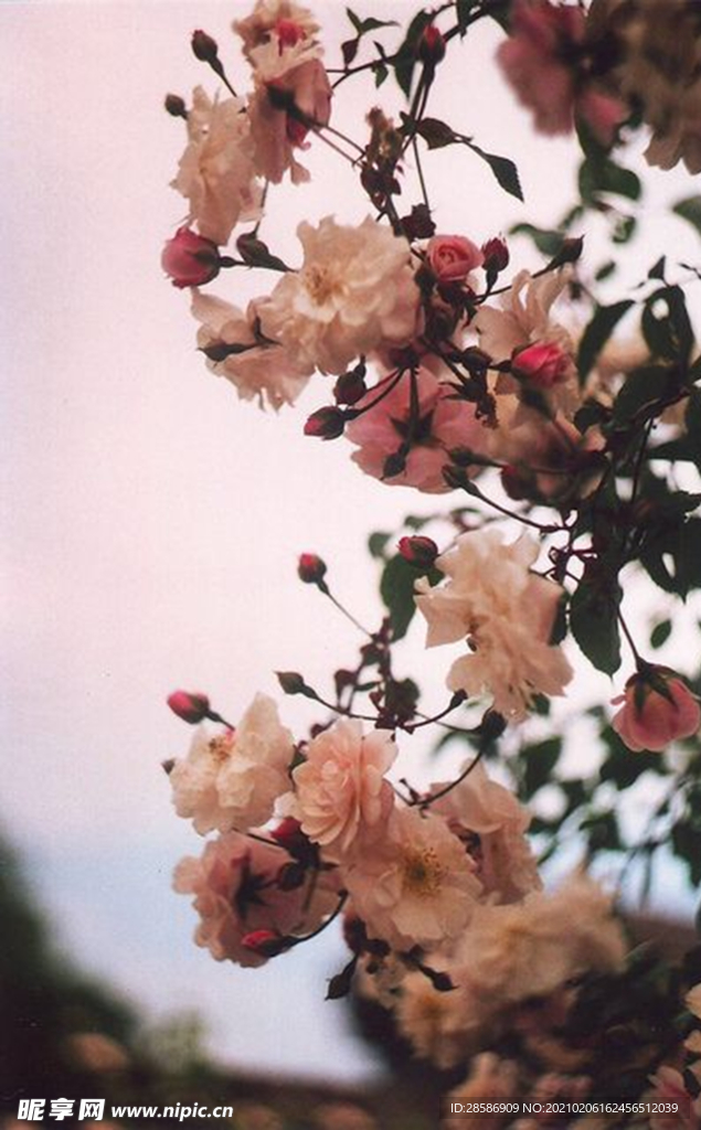 花