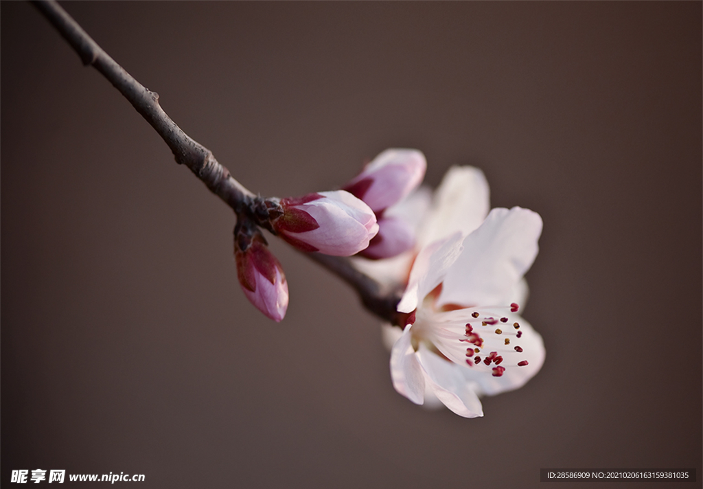 花