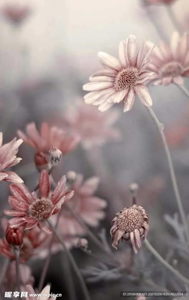 花