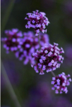 花花
