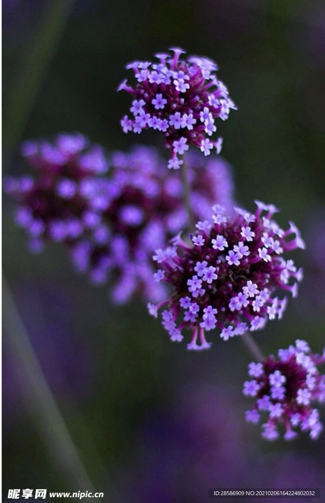 花花