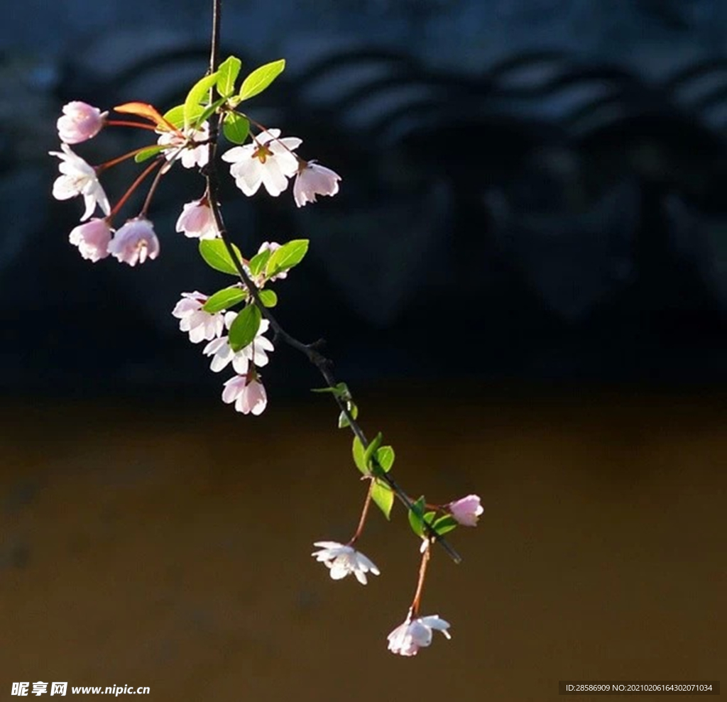 花