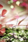花