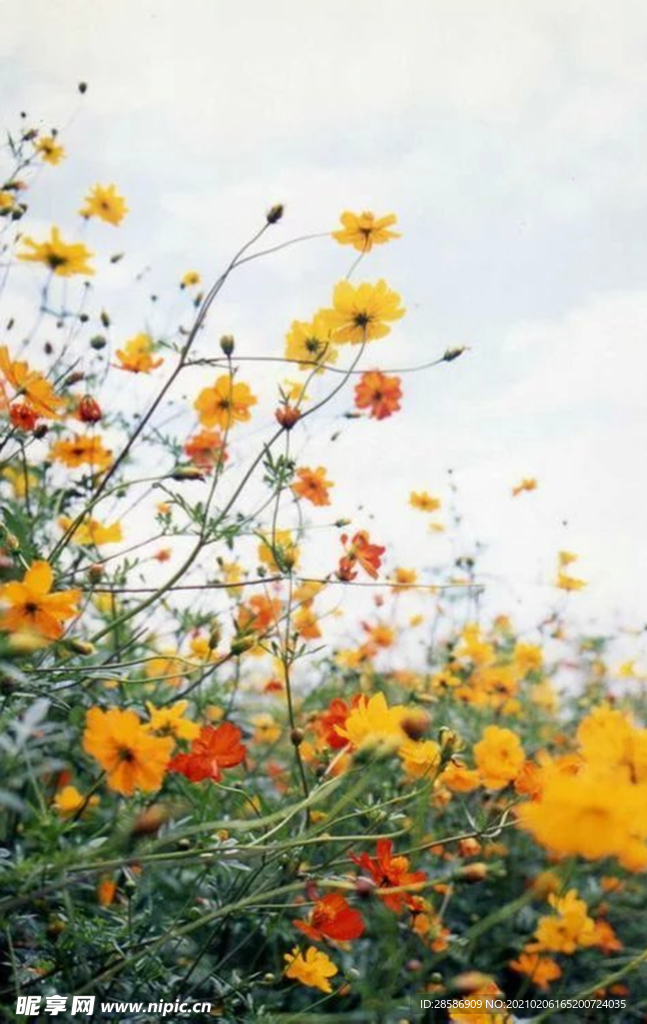 花