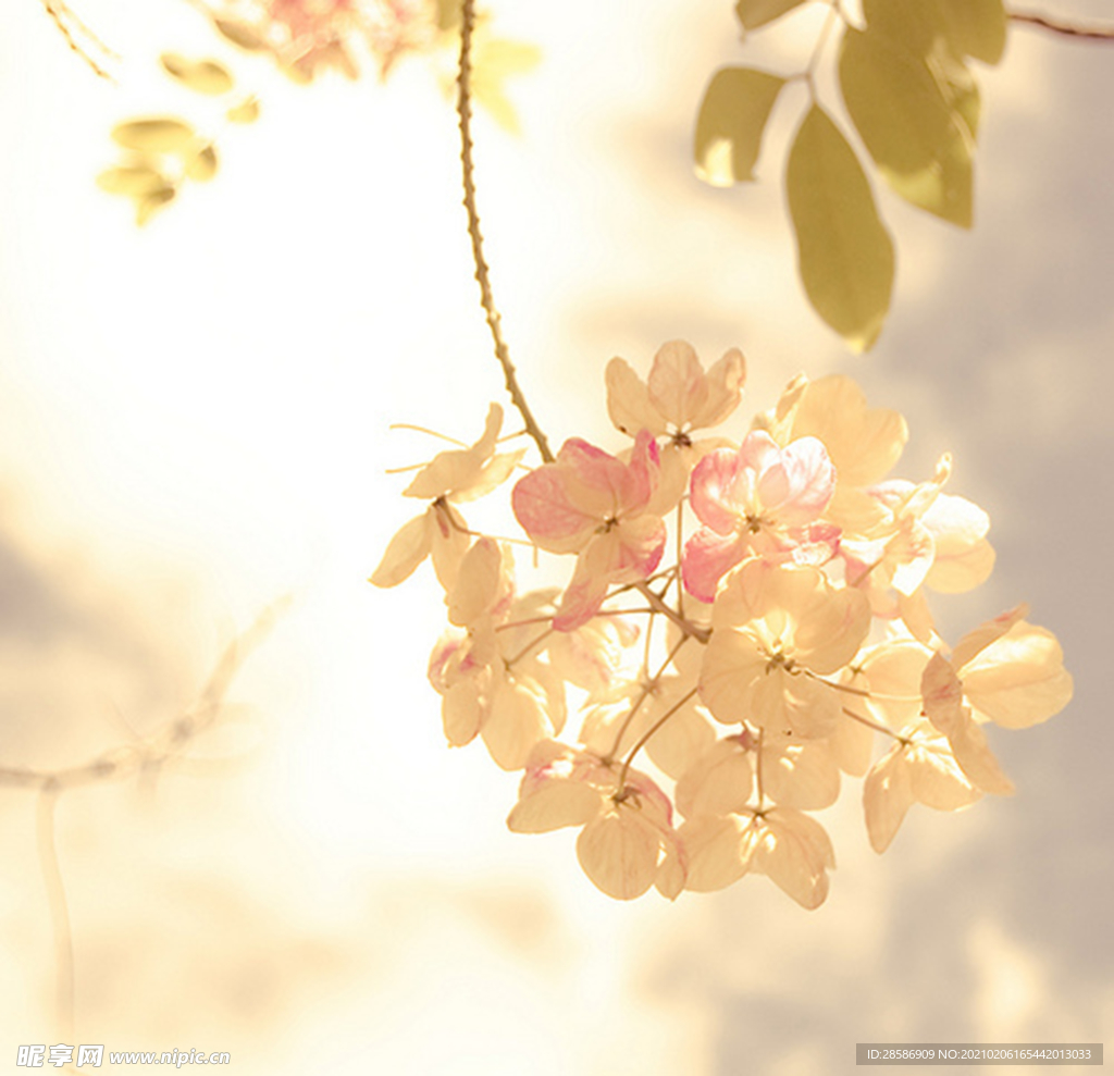花