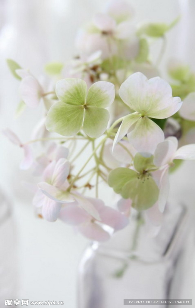 花