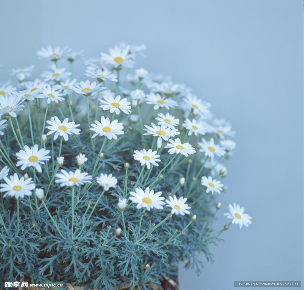 花