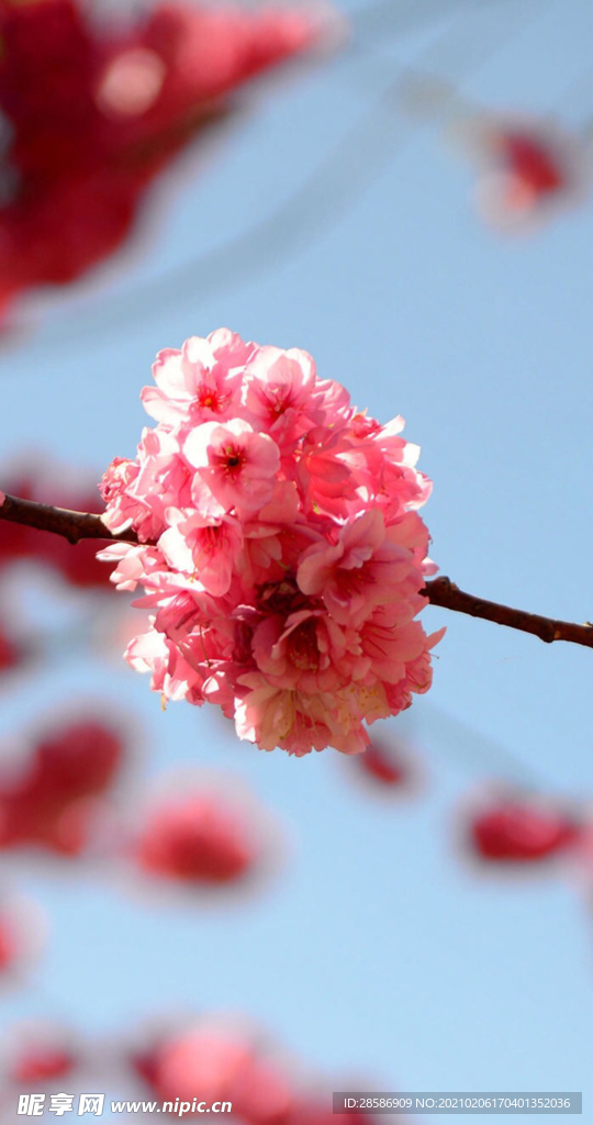 花
