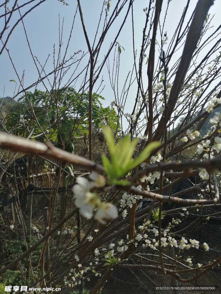 三华李花