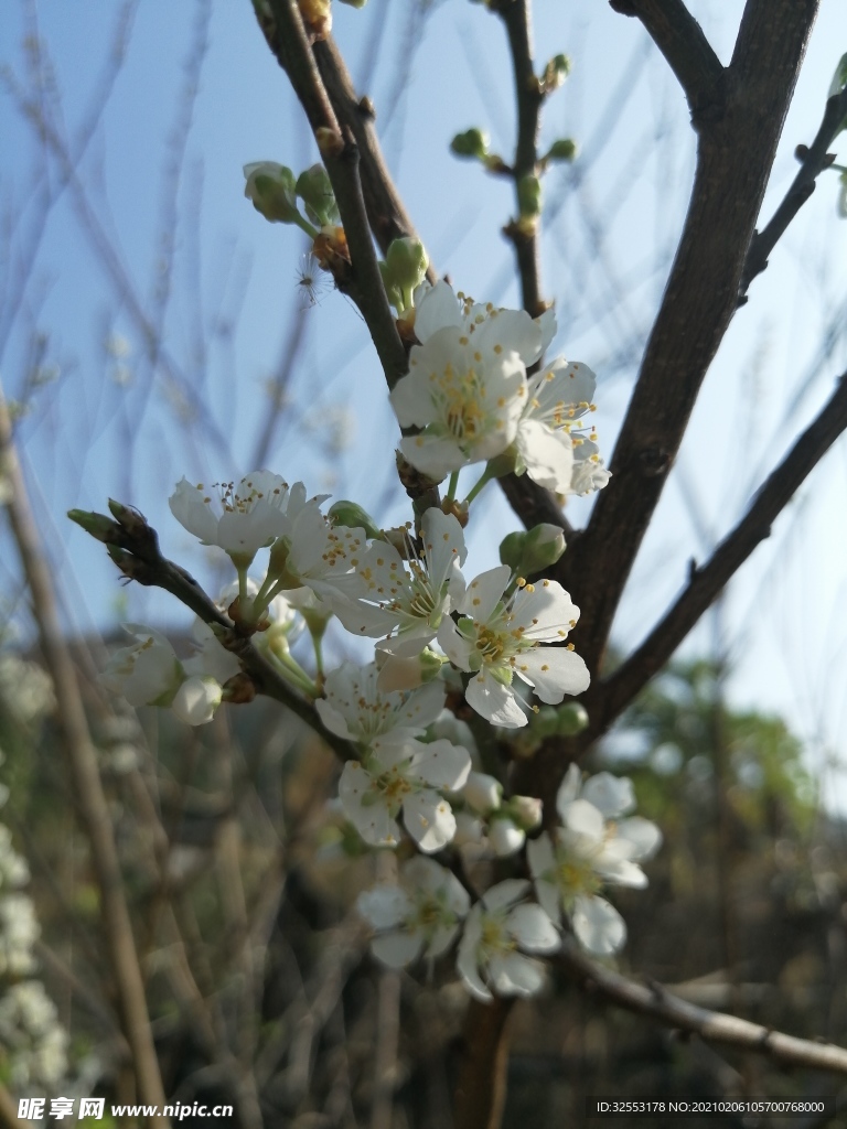 三华李花