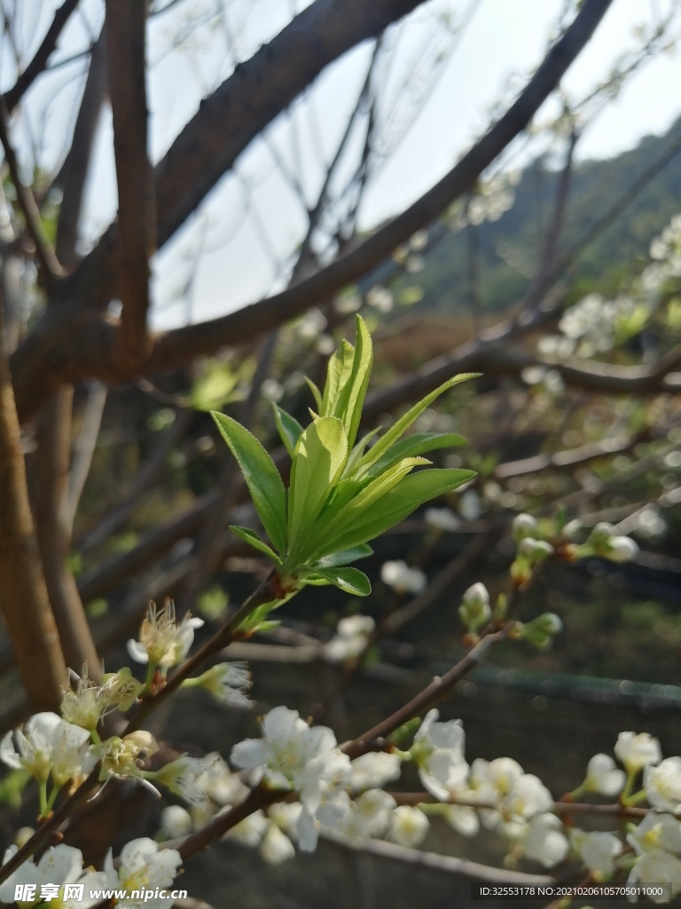 三华李花