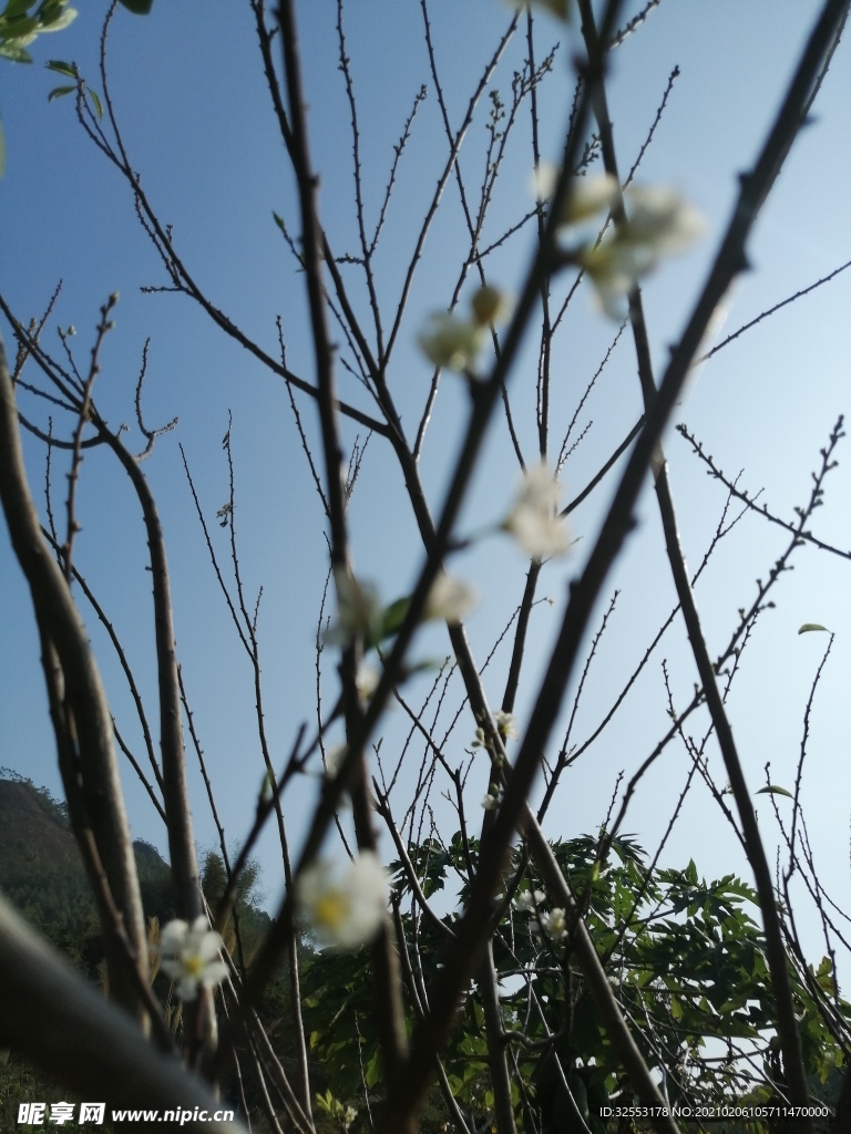 三华李小白花