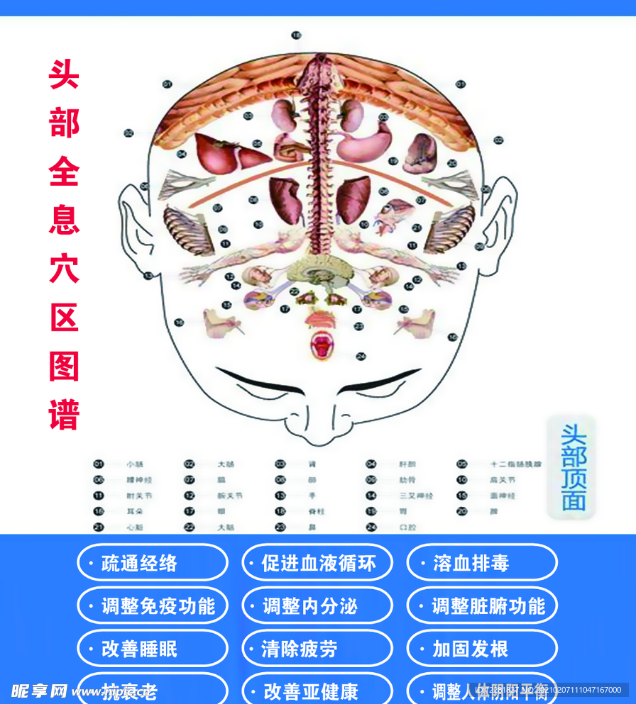 脑部全息组图