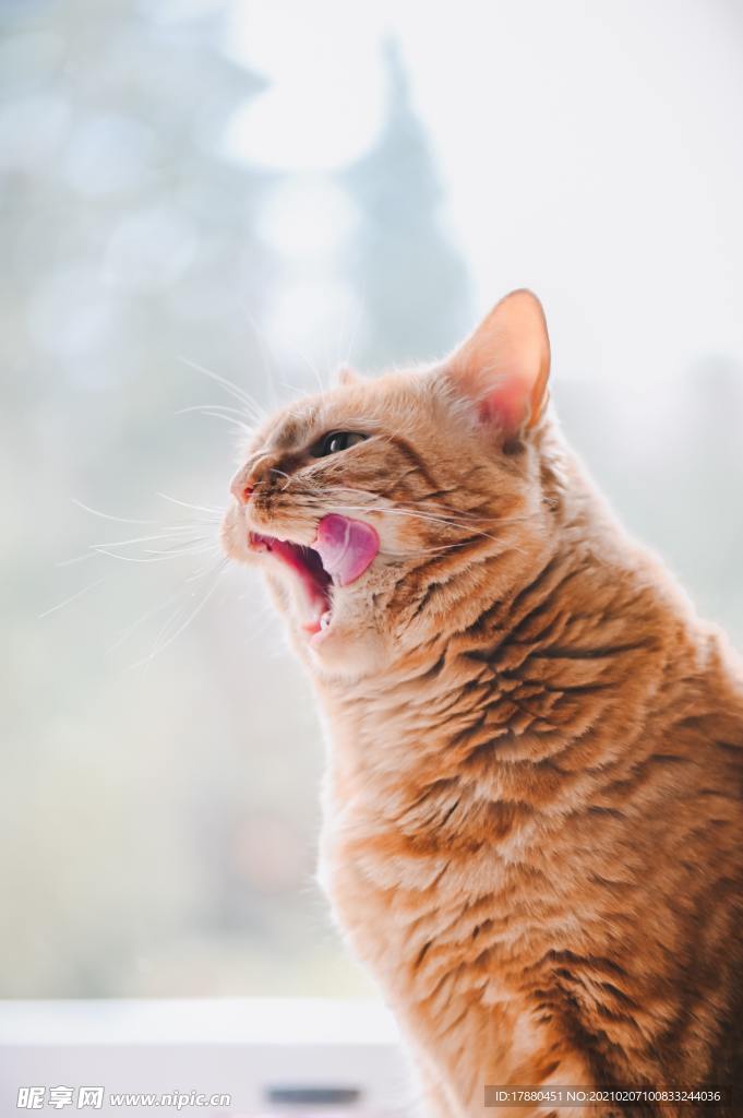 猫