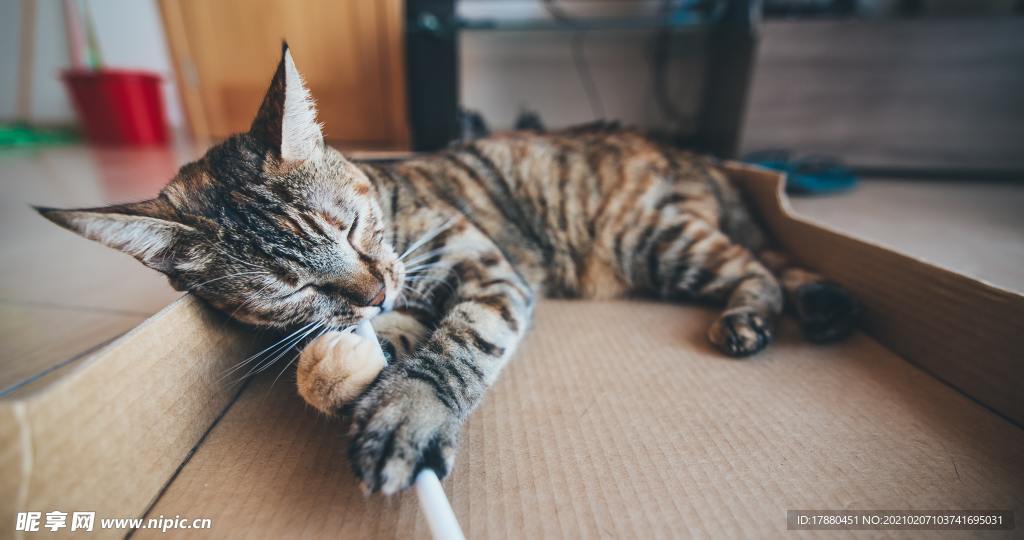 猫